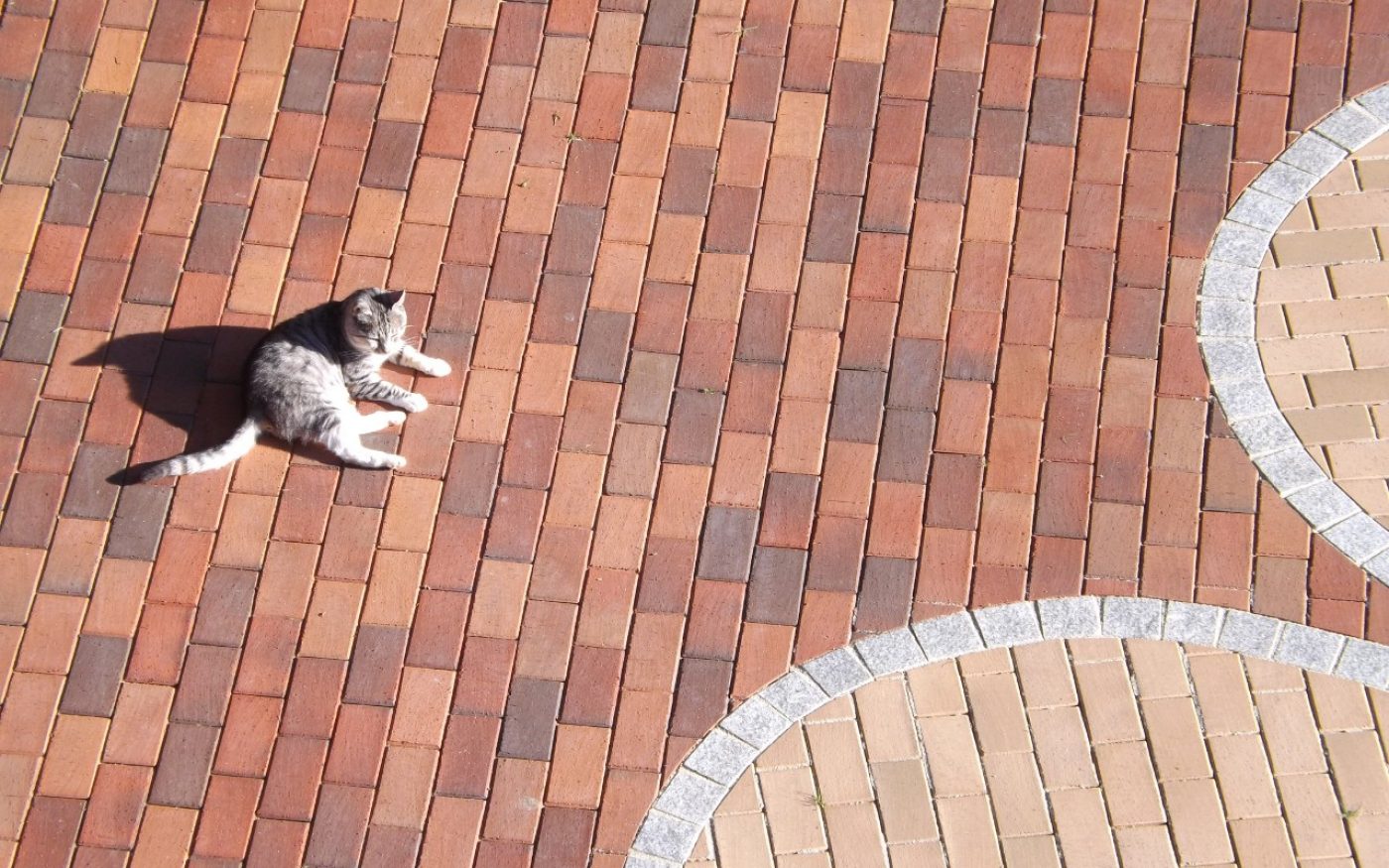 paver, flower, motive, cat, Blume Husum gelbbunt 200x100x52; Titan braunanthrazit 200x100x52